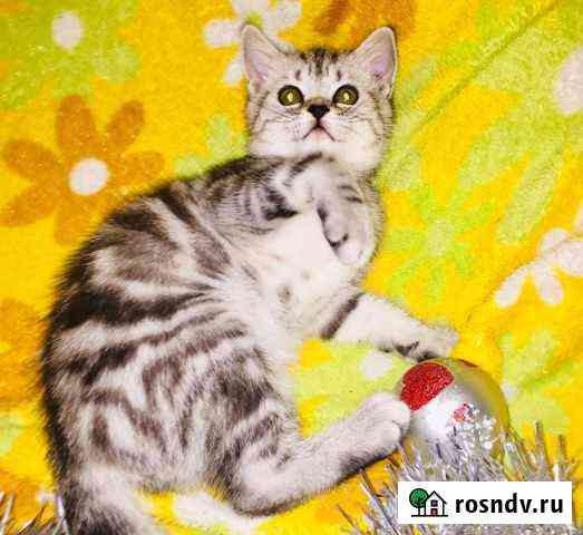 Шотландские мраморные котята Гагарин