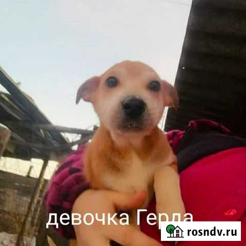 Герда, 2,5-3 мес,ищет дом. Под нашу стерелизацию Бийск - изображение 1