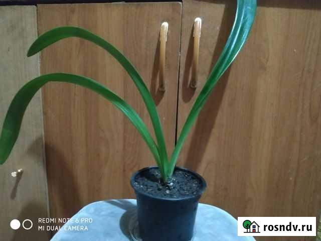 Комнатное растение Амарилис Орехово-Зуево - изображение 1