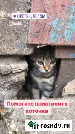 Кошка в дар Липецк - изображение 1