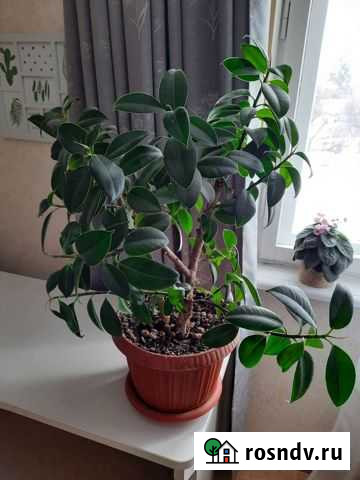 Фикус Рязань - изображение 1
