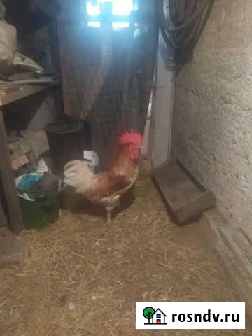 Петух Воскресенск - изображение 1