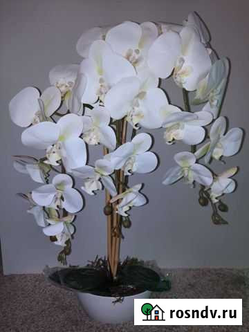 Цветочная композиция из орхидей Владимир - изображение 1