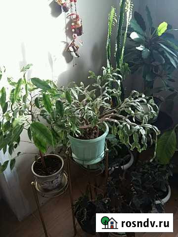 Растения Суземка - изображение 1