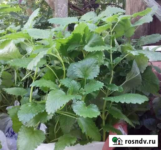 Мелисса Всеволожск - изображение 1