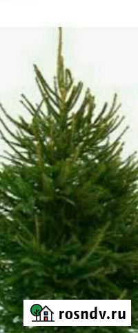 Ель живая (срезанная) Краснодар - изображение 1