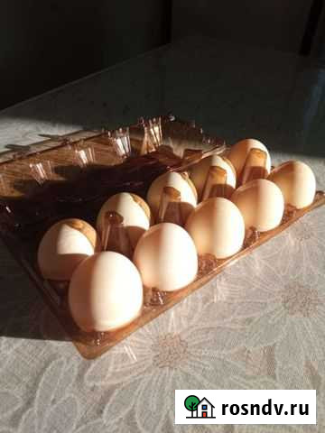 Яйцо индоутки Волжский - изображение 1