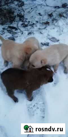 Несчастные щенки Кинешма - изображение 1