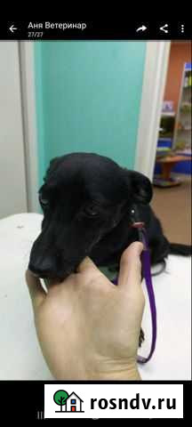 Собака Нижний Новгород - изображение 1