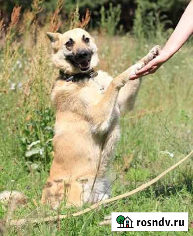 Собака в добрые руки Мытищи - изображение 1