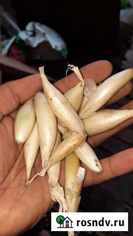 Лук севок Шалот Батырево - изображение 1