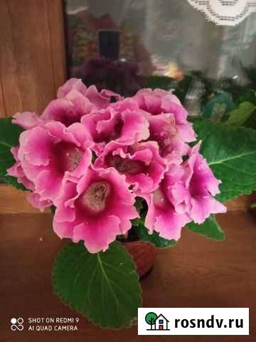 Глоксинии Тверь - изображение 1