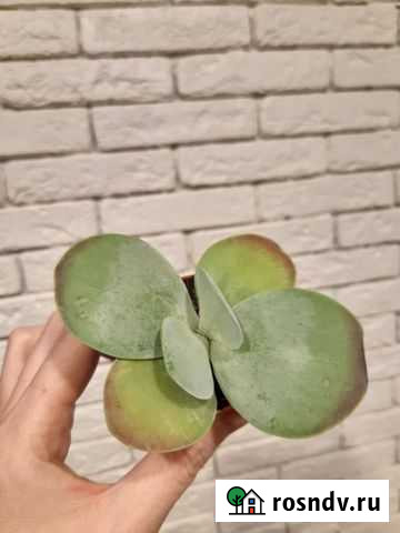 Суккуленты микс 2 Рязань - изображение 1