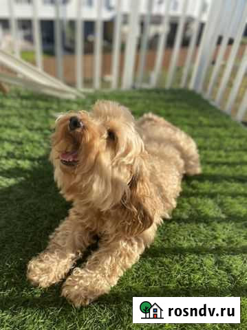 Вязка кобель Краснодар - изображение 1