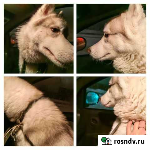 Сибирский хаски Волгоград - изображение 1