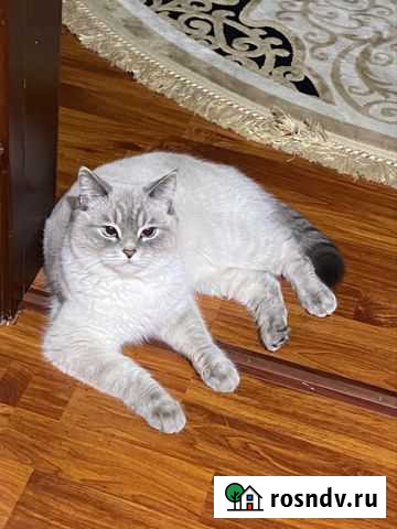 Кошка британка Хасавюрт - изображение 1