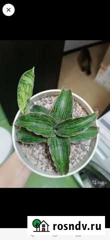 Сансевиерия Клеопатра Тверь - изображение 1