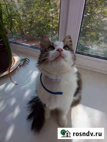Кошка в добрые ладошки) Казань - изображение 1