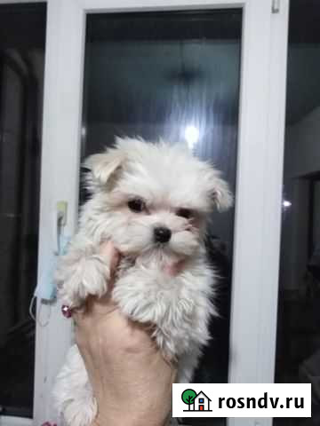 Чистокровные мальтезе Краснодар - изображение 1