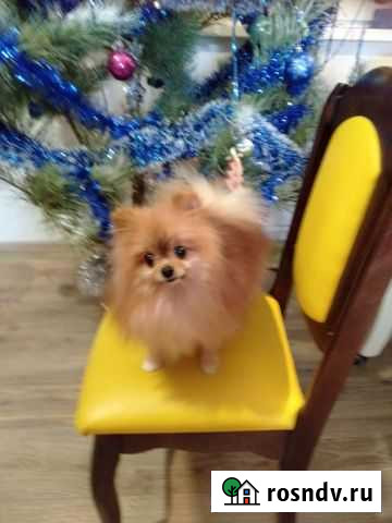 Шпиц померанский мальчик вязка Самара - изображение 1