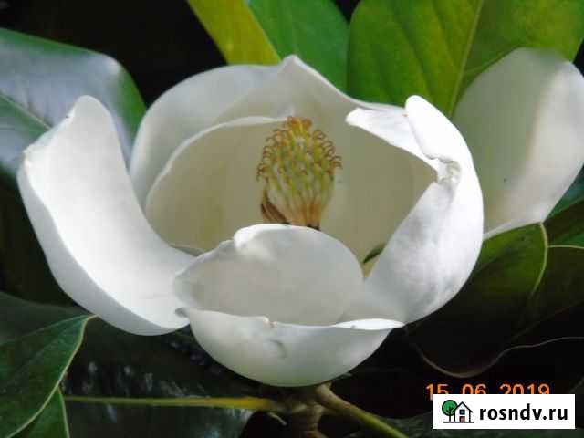 Магнолия крупноЦветковая и Кактус Опунция Ялта - изображение 1