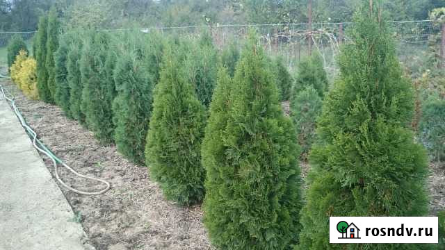 Продам туи смарагд, выкопаем по вашему выбору Ахтырский - изображение 1