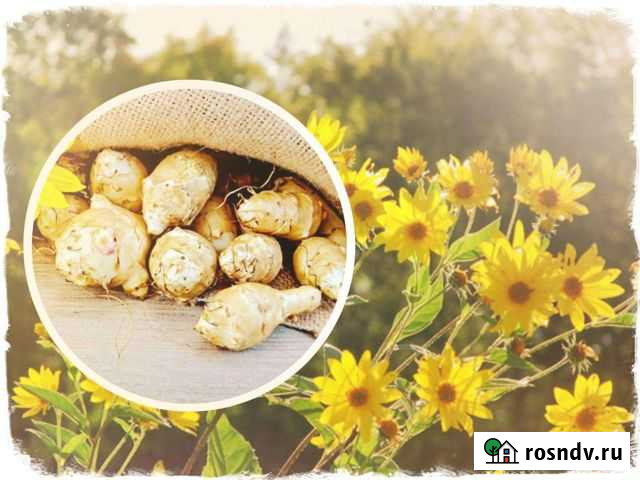 Клубни топинамбура Ростов-на-Дону - изображение 1