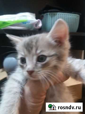 Котята Челябинск - изображение 1