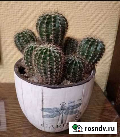 Кактус Нижний Новгород - изображение 1