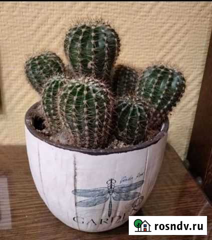 Кактус Нижний Новгород - изображение 1