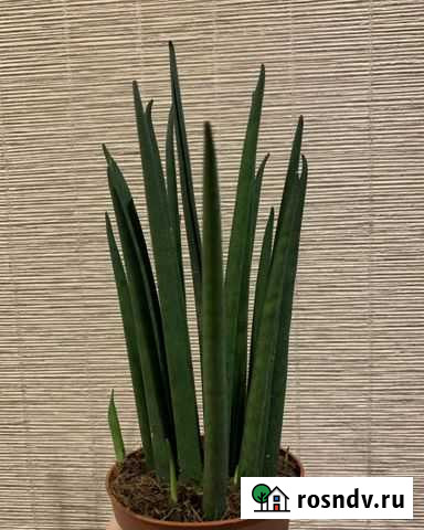 Сансивиерия цилиндрика и хойя керри (сердечко) Барнаул - изображение 1