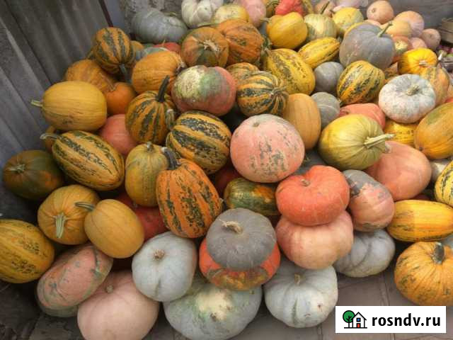 Семена Клинцы - изображение 1