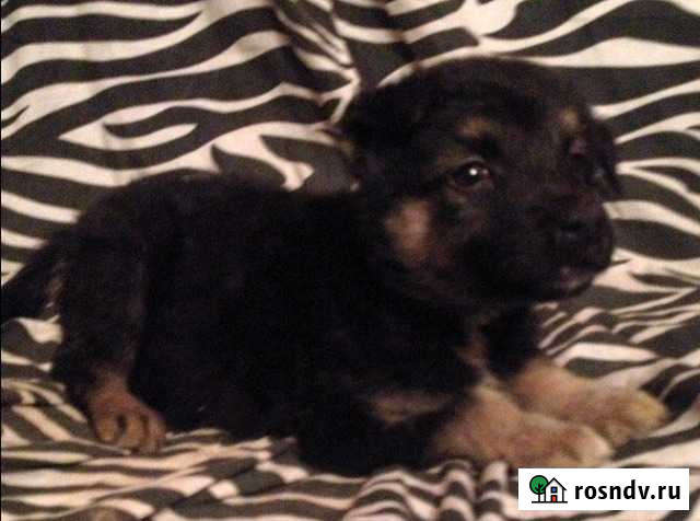 Кроха в дар Пермь - изображение 1