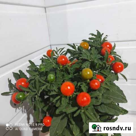 Комнатные цветы -паслен Вологда - изображение 1