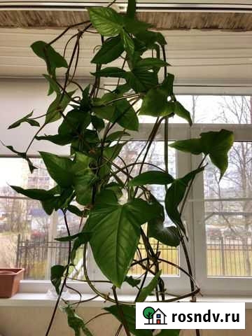 Сингониум Усинск - изображение 1