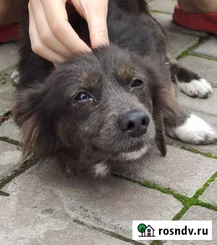 Ищу старых или новых хозяев Краснодар - изображение 1