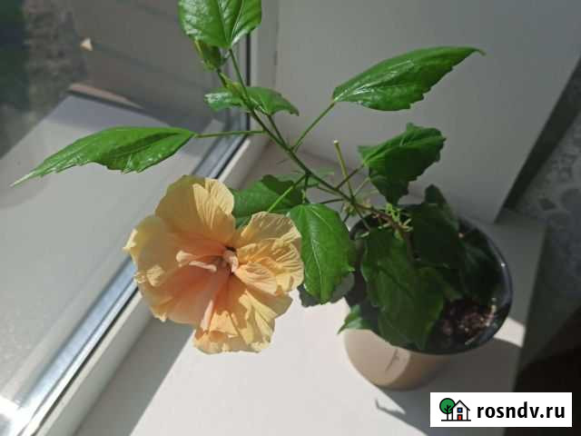 Гибискус Оренбург - изображение 1