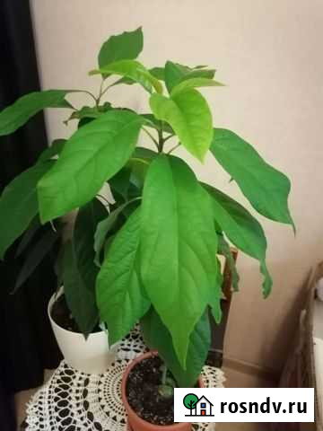 Авокадо растение Пенза - изображение 1