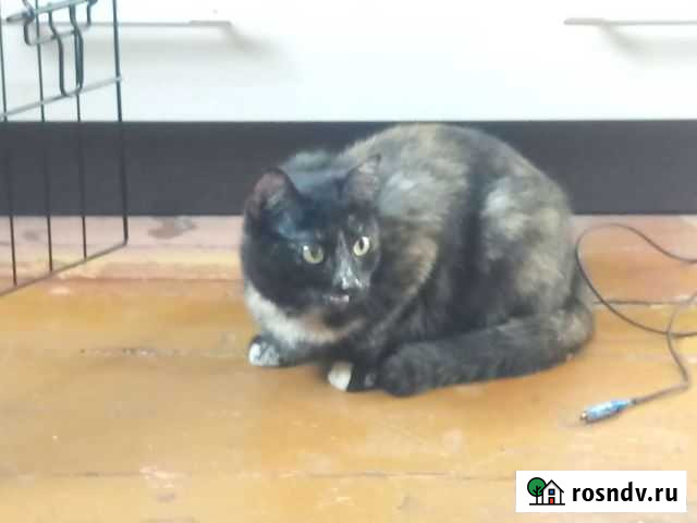 Кошка Екатеринбург - изображение 1