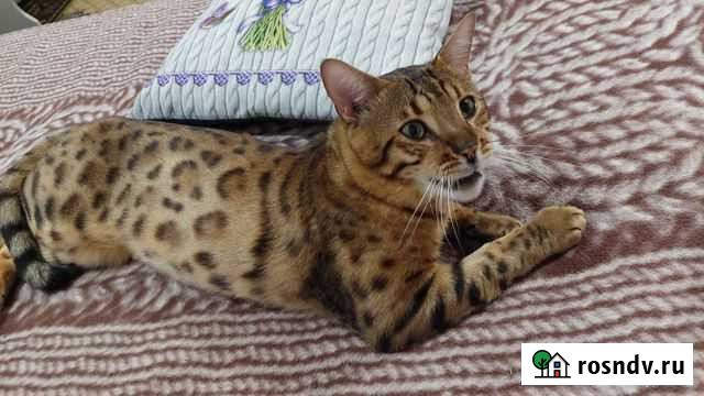 Бенгальский кот вязка Пенза - изображение 1