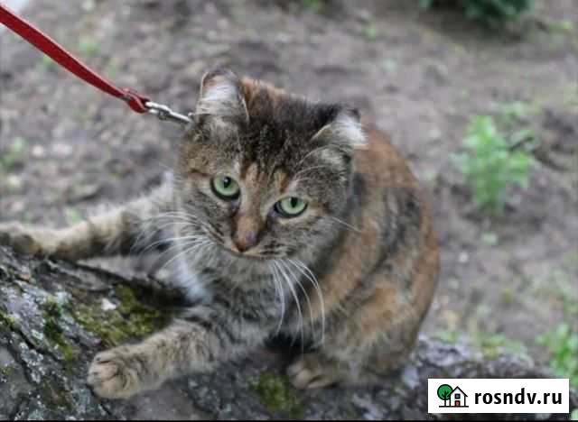 Кошечка Элли Иваново - изображение 1