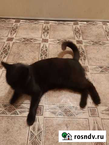 Милая кошечка в добрые руки Каневская - изображение 1