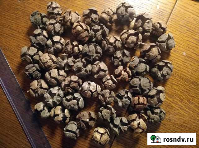 Шишки кипариса Химки - изображение 1