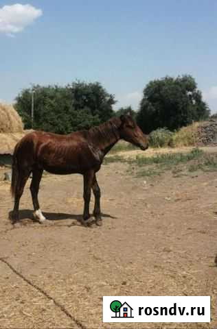 Продаётся жеребец, продаётся корова Веселый - изображение 1