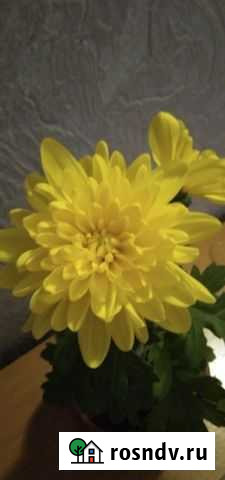 Хризантема Березники - изображение 1