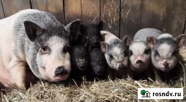 Продаю вьетнамских вислобрюхих поросят Киров - изображение 1