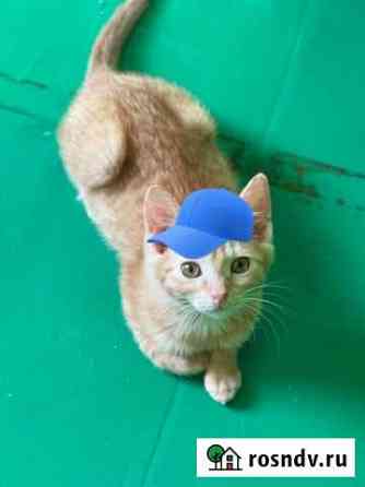 Рыжий котик Чехов