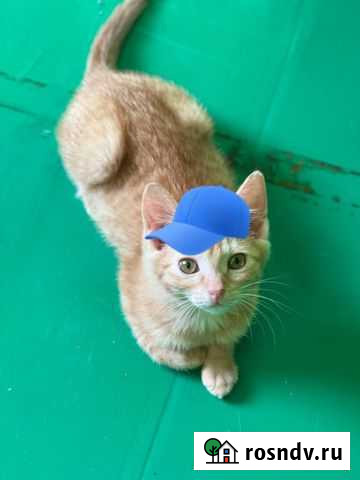 Рыжий котик Чехов - изображение 1