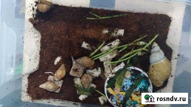 Отдам улиток Санкт-Петербург - изображение 1