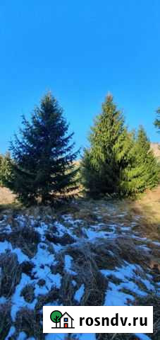 Ель Сочи - изображение 1